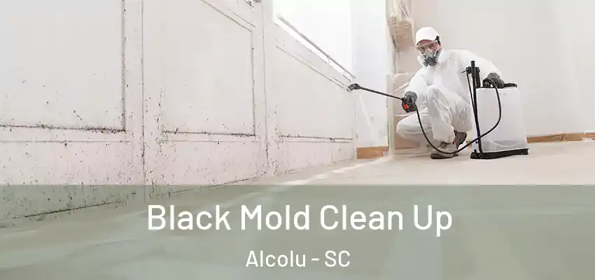  Black Mold Clean Up Alcolu - SC