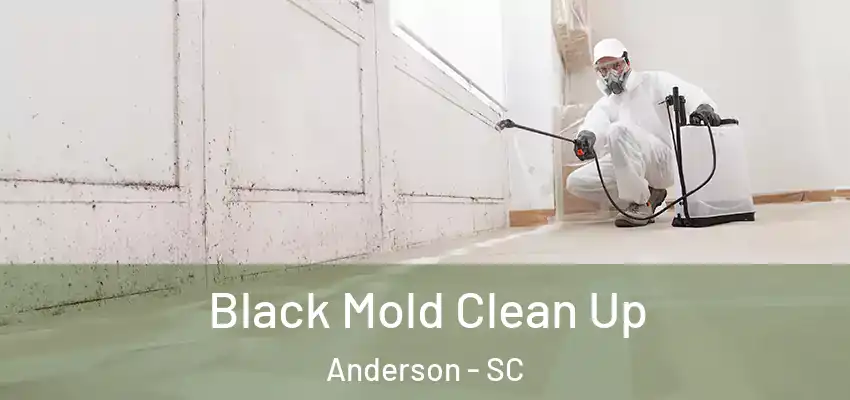  Black Mold Clean Up Anderson - SC