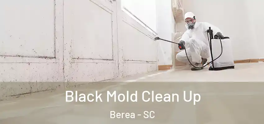  Black Mold Clean Up Berea - SC