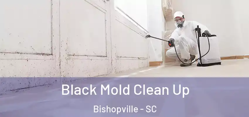  Black Mold Clean Up Bishopville - SC