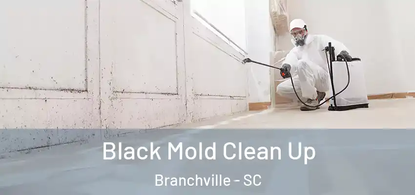  Black Mold Clean Up Branchville - SC
