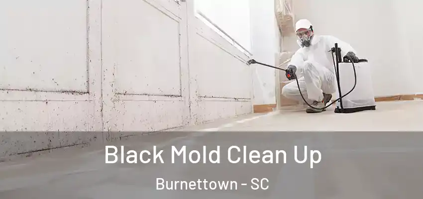  Black Mold Clean Up Burnettown - SC
