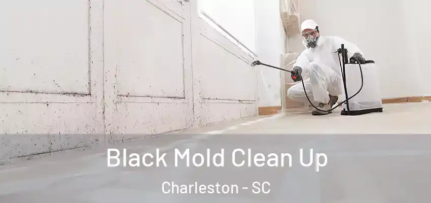 Black Mold Clean Up Charleston - SC