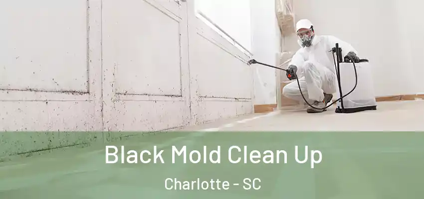 Black Mold Clean Up Charlotte - SC