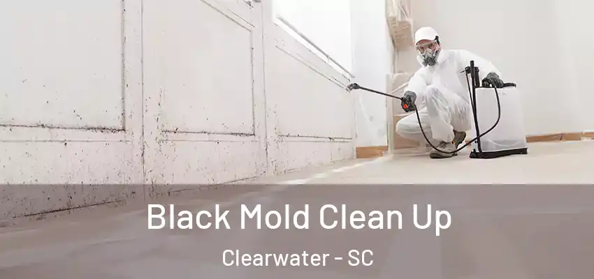 Black Mold Clean Up Clearwater - SC
