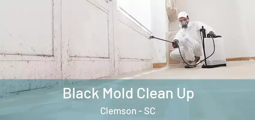  Black Mold Clean Up Clemson - SC