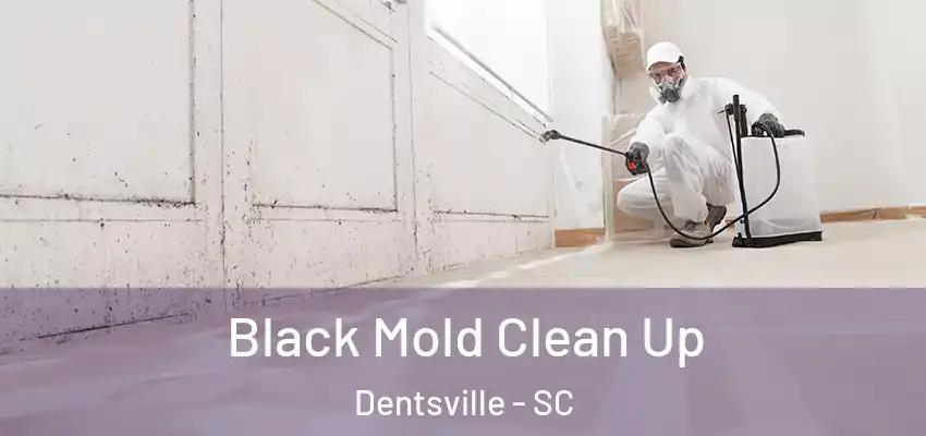 Black Mold Clean Up Dentsville - SC