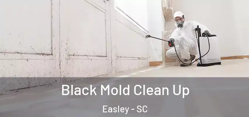  Black Mold Clean Up Easley - SC