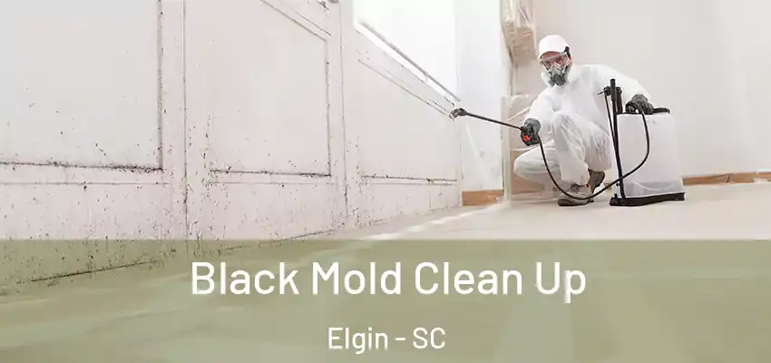  Black Mold Clean Up Elgin - SC