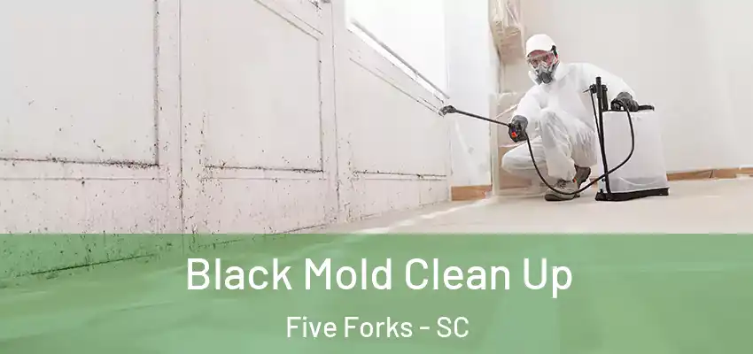 Black Mold Clean Up Five Forks - SC