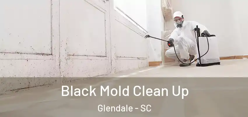 Black Mold Clean Up Glendale - SC