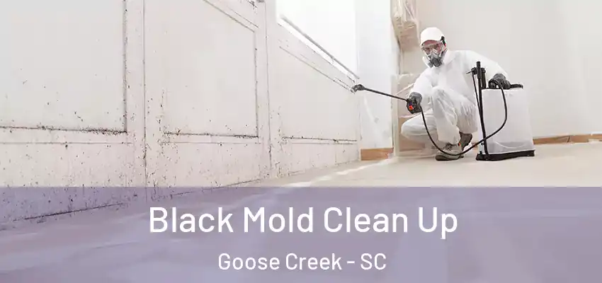  Black Mold Clean Up Goose Creek - SC