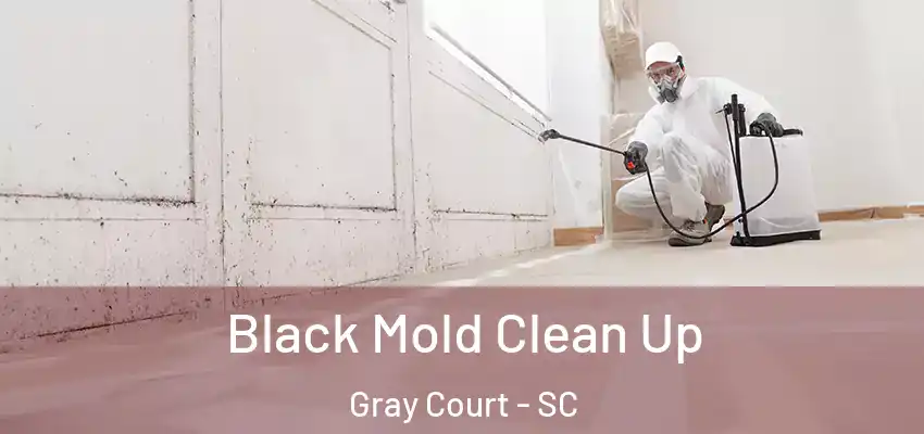  Black Mold Clean Up Gray Court - SC