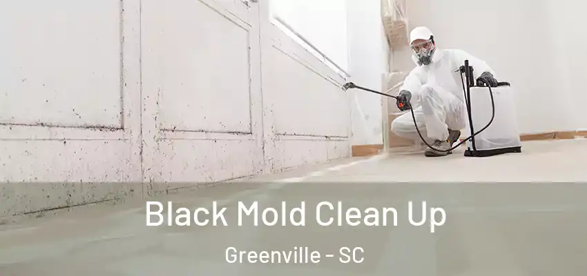 Black Mold Clean Up Greenville - SC