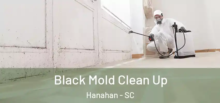  Black Mold Clean Up Hanahan - SC