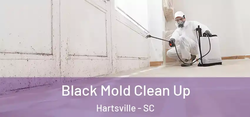  Black Mold Clean Up Hartsville - SC