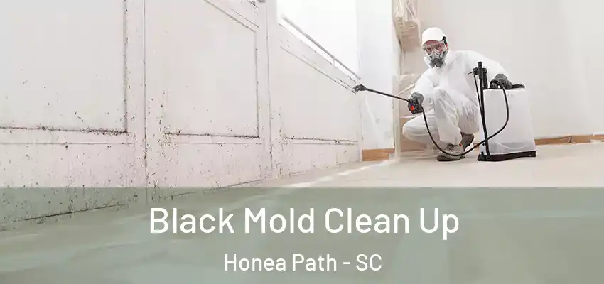  Black Mold Clean Up Honea Path - SC
