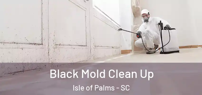Black Mold Clean Up Isle of Palms - SC