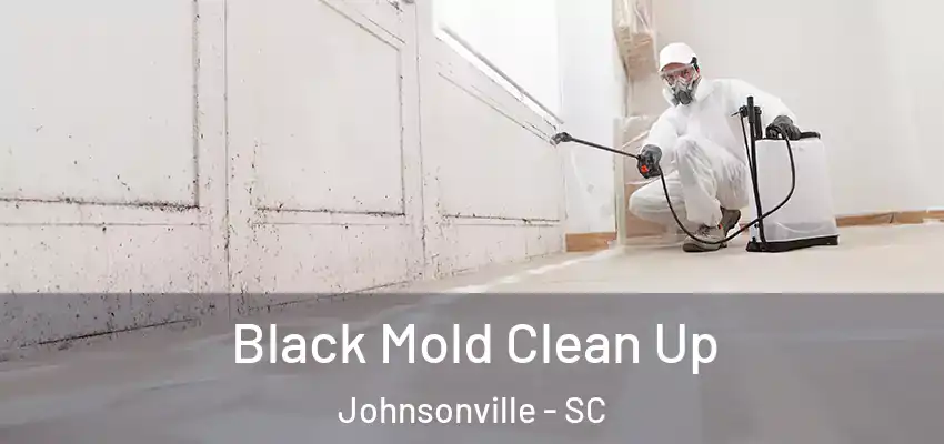  Black Mold Clean Up Johnsonville - SC