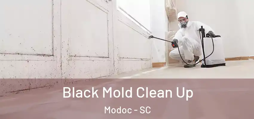 Black Mold Clean Up Modoc - SC