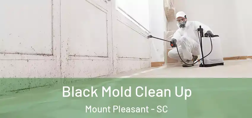  Black Mold Clean Up Mount Pleasant - SC