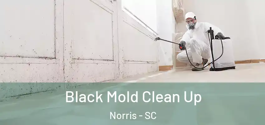  Black Mold Clean Up Norris - SC