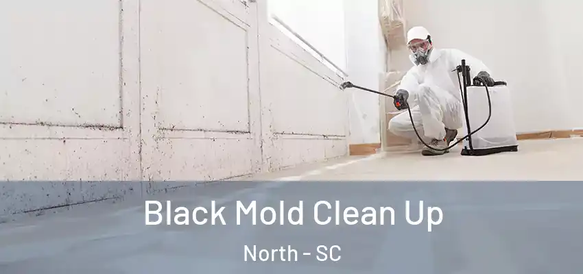 Black Mold Clean Up North - SC