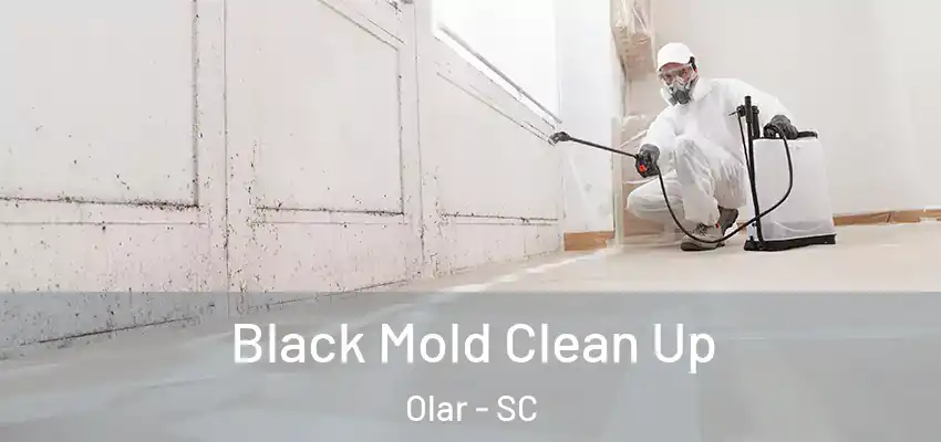  Black Mold Clean Up Olar - SC