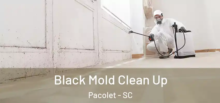  Black Mold Clean Up Pacolet - SC