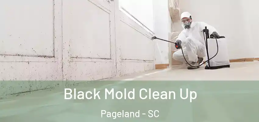 Black Mold Clean Up Pageland - SC