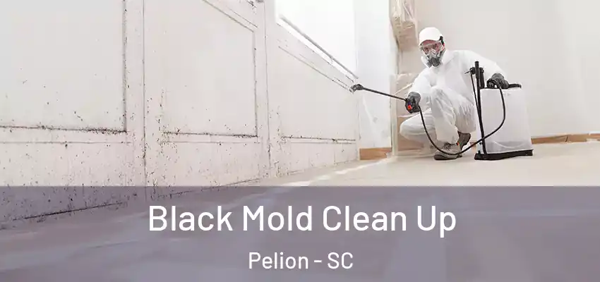  Black Mold Clean Up Pelion - SC