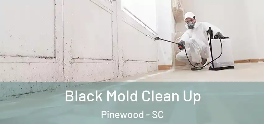  Black Mold Clean Up Pinewood - SC