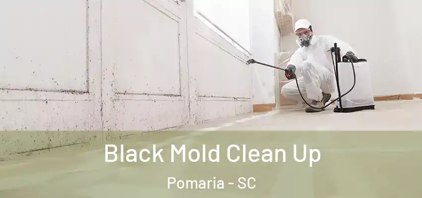  Black Mold Clean Up Pomaria - SC