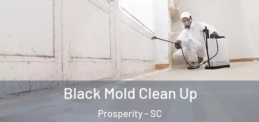  Black Mold Clean Up Prosperity - SC