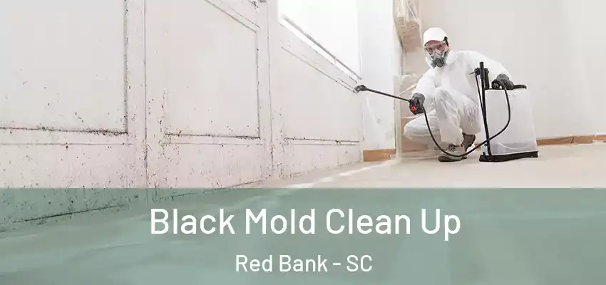  Black Mold Clean Up Red Bank - SC