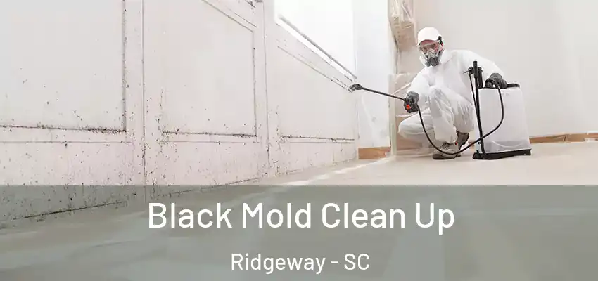  Black Mold Clean Up Ridgeway - SC