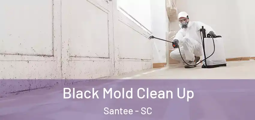  Black Mold Clean Up Santee - SC