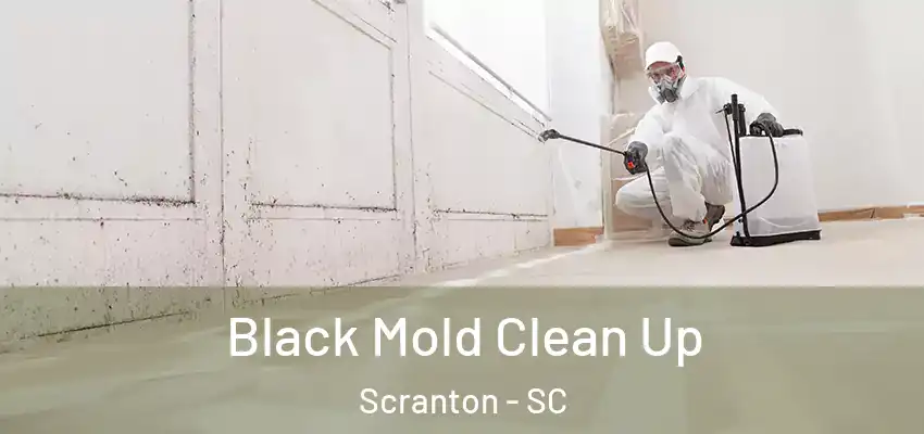  Black Mold Clean Up Scranton - SC
