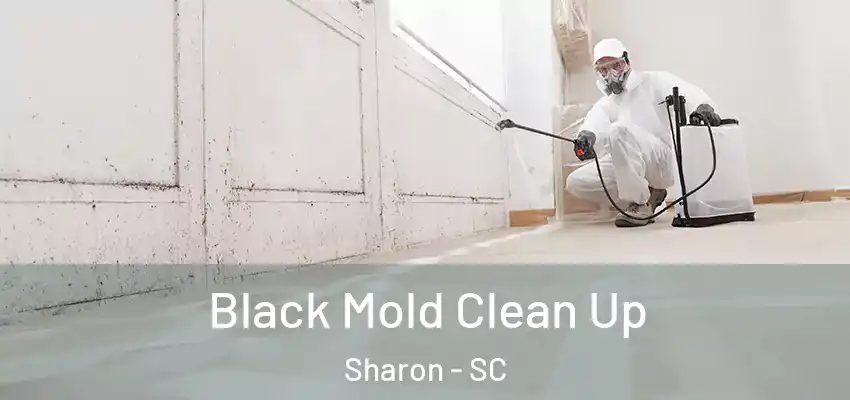 Black Mold Clean Up Sharon - SC