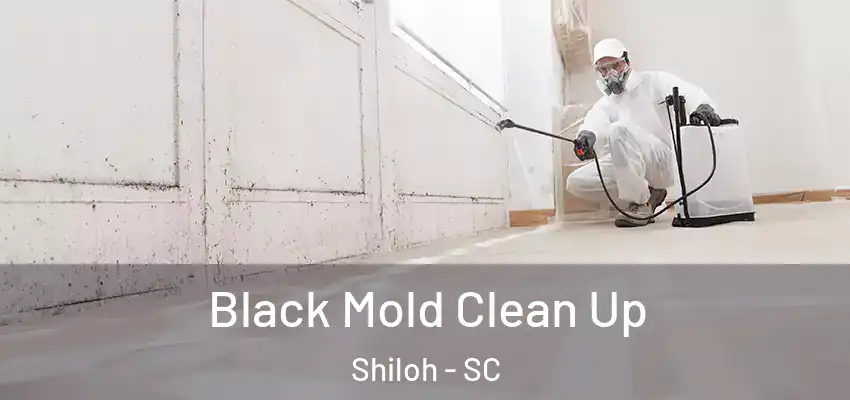  Black Mold Clean Up Shiloh - SC