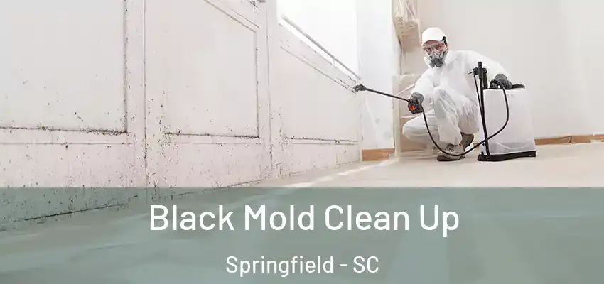 Black Mold Clean Up Springfield - SC