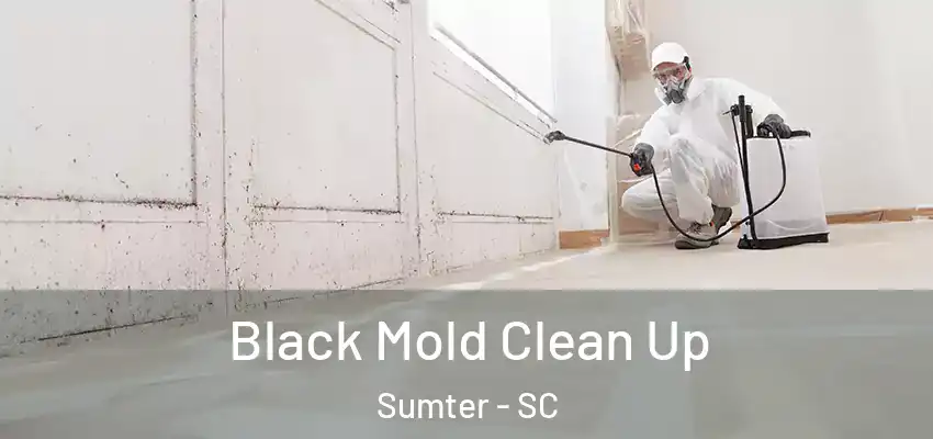  Black Mold Clean Up Sumter - SC