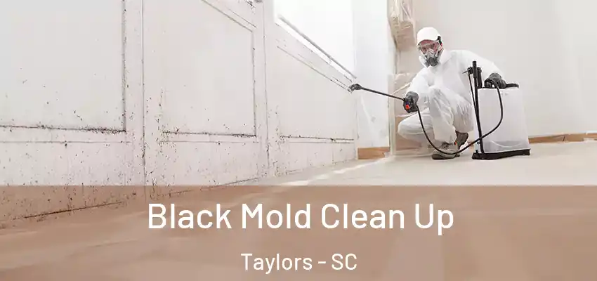 Black Mold Clean Up Taylors - SC