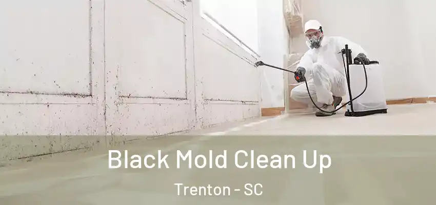  Black Mold Clean Up Trenton - SC