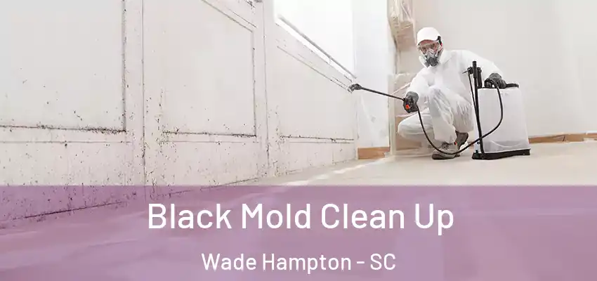  Black Mold Clean Up Wade Hampton - SC