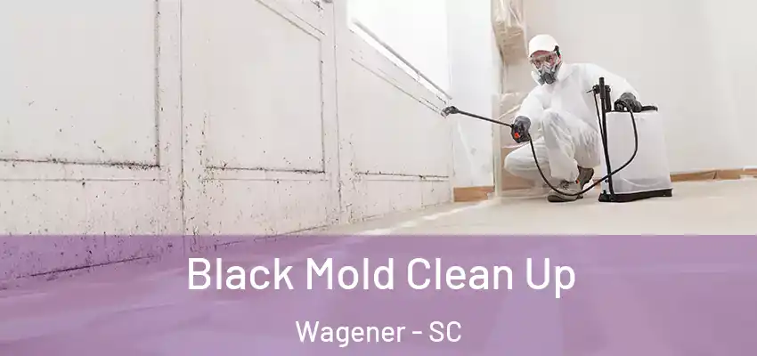  Black Mold Clean Up Wagener - SC
