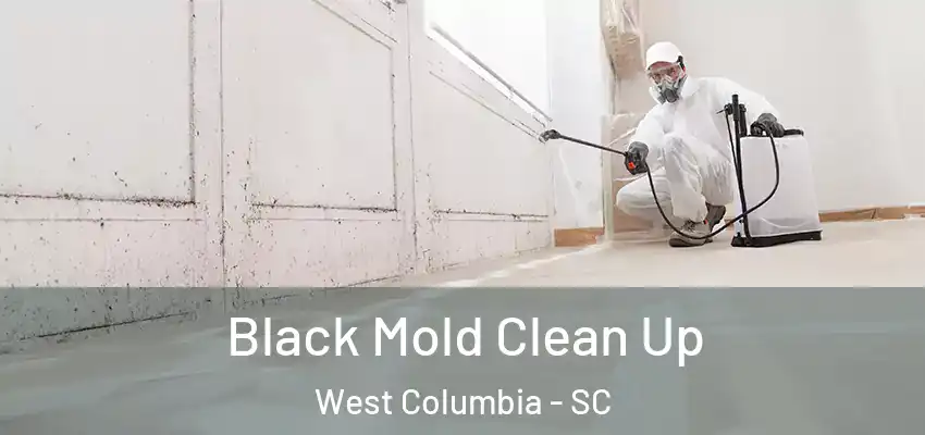  Black Mold Clean Up West Columbia - SC