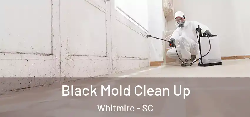 Black Mold Clean Up Whitmire - SC