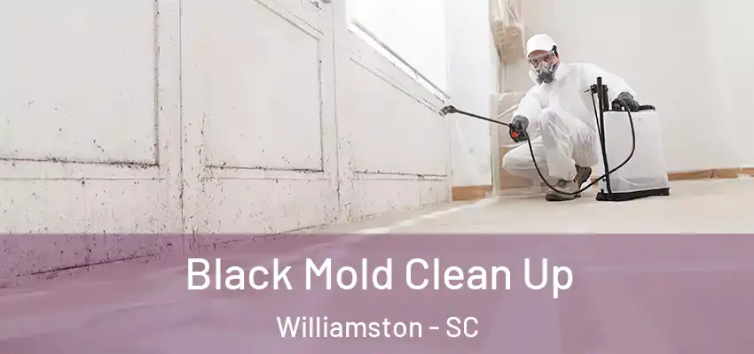  Black Mold Clean Up Williamston - SC