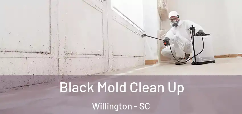  Black Mold Clean Up Willington - SC